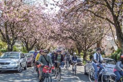 Photo-Credit_Melissa-Bruntlett_Bike-The-Blossoms-6