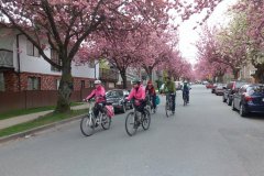 20170429_1106_Bike-the-Blossoms-Linda-Poole_-Yaletowner
