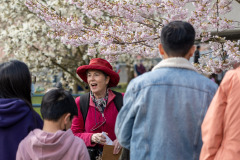 Cherry-Blossom-Festival-Big-Picnic-2023-7405830_Al Lau