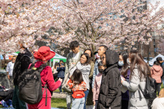 Cherry-Blossom-Festival-Big-Picnic-2023-7405833_Al Lau