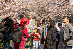 Cherry-Blossom-Festival-Big-Picnic-2023-7405837_Al Lau