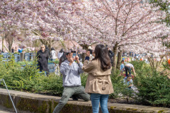 Cherry-Blossom-Festival-Big-Picnic-2023-7406268_Al Lau