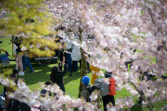 Cherry-Blossom-Festival-Big-Picnic-2023-8995_Al Lau