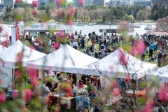 Cherry-Blossom-Festival-Big-Picnic-2023-9447_Al Lau