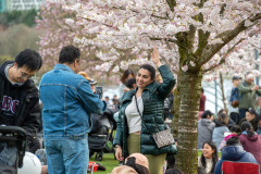Cherry-Blossom-Festival-Big-Picnic-2023-9528_Al Lau