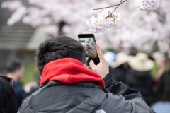 Cherry-Blossom-Festival-Big-Picnic-2023-9535_Al Lau