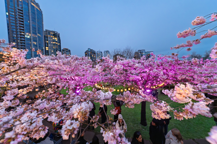 JoffreyPhoto.com-Cherry-Blossom-2026-11