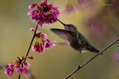 Okame-and-Hummingbird_FraserParkade_TonySun_20200307_UBC-7630-Edit-Edit