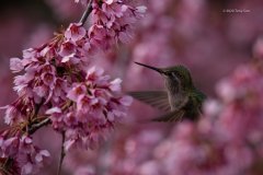 Okame-and-Hummingbird_FraserParkade_TonySun_20200307_UBC-7731-Edit