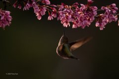 Okame-and-Hummingbird_FraserParkade_TonySun_20200307_UBC-8111-Edit