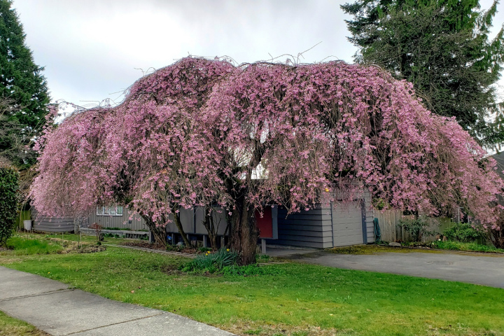 'Beni-shidare' cherry in the front yard on West Boulevard at 54th Avenue. This is one of the nicest examples of this cultivar.