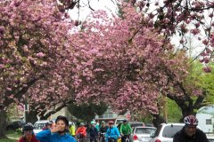 Photo-Credit_Linda-Poole_Bike-the-Blossoms_2018_4