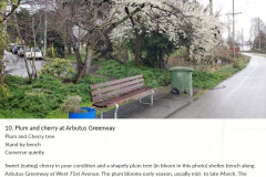 10-Plum-and-Cherry-on-greenway