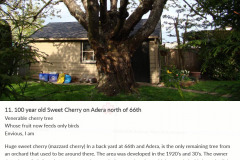 11-100-year-old-Sweet-Cherry