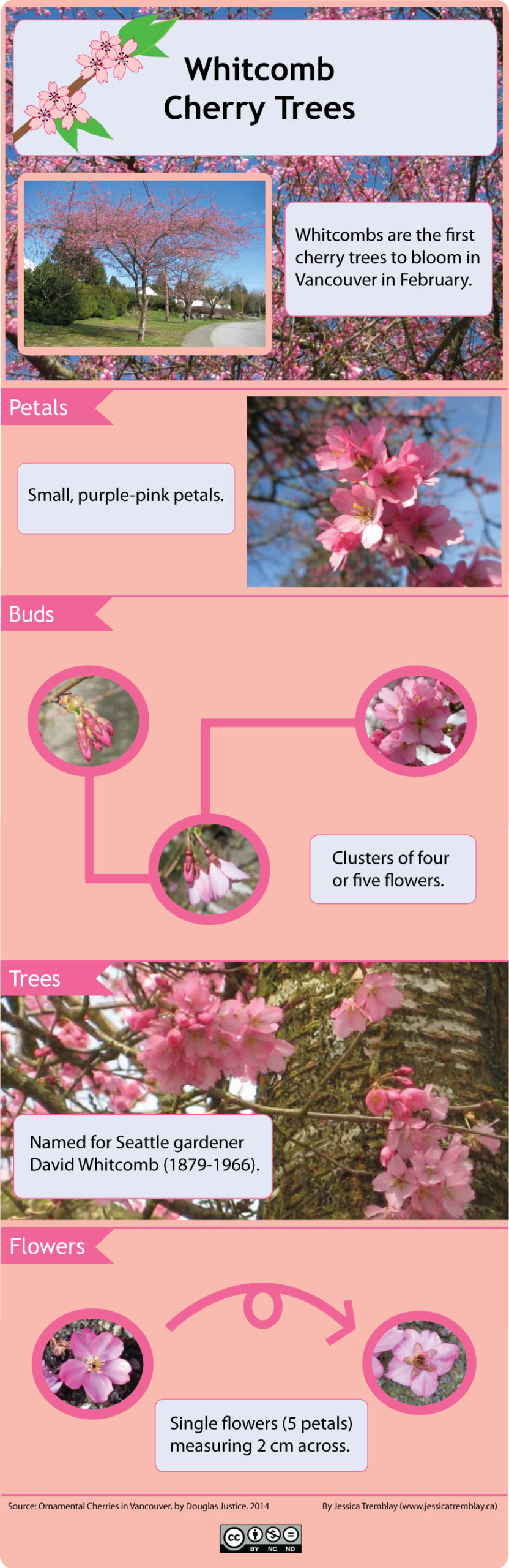 Whitcomb cherry trees identification guide (infographic)