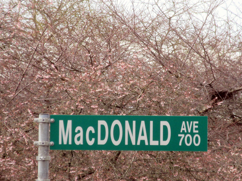 Autumnalis Rosea cherry trees with MacDonald street sign.