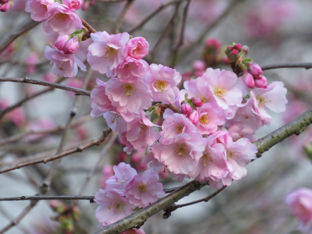 Accolade cherry blossoms