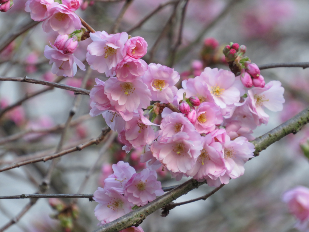 Accolade cherry blossoms