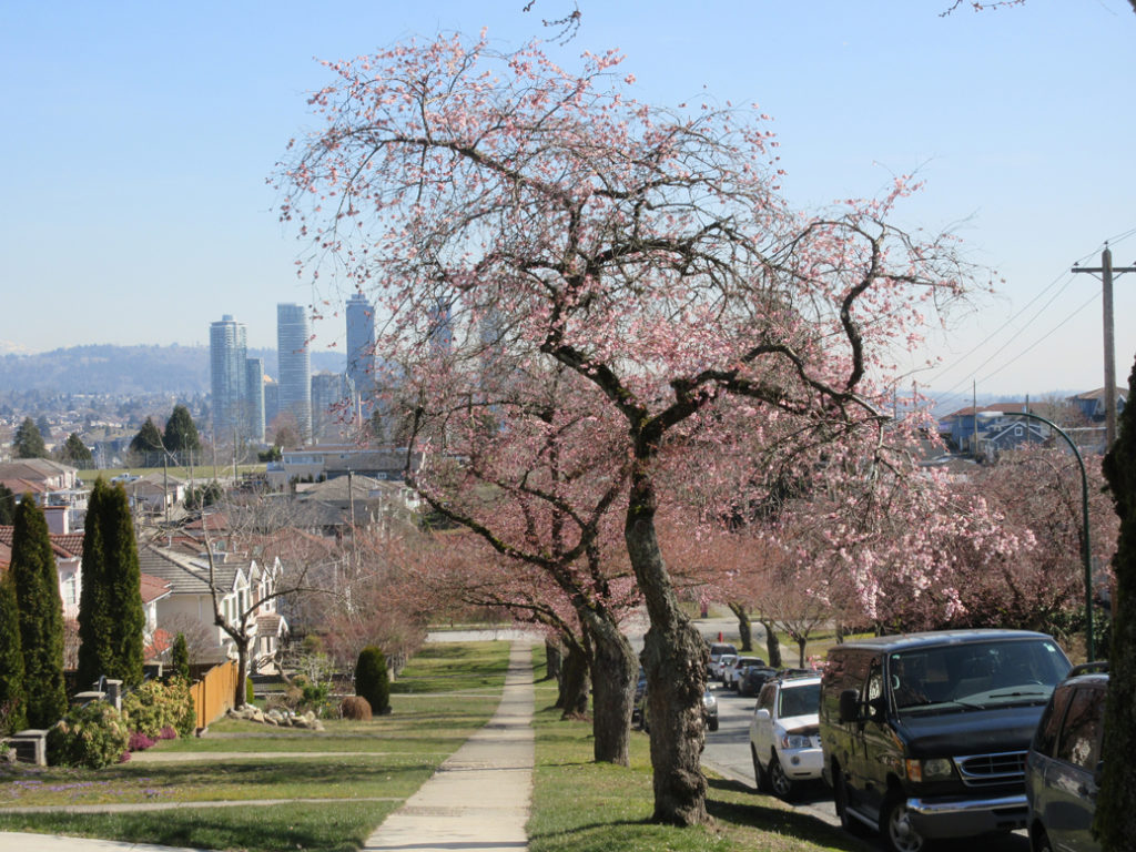 accolade cherry trees with Burnaby skyline