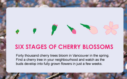 Six stages of cherry blossom development from buds to flowers (Infographics)