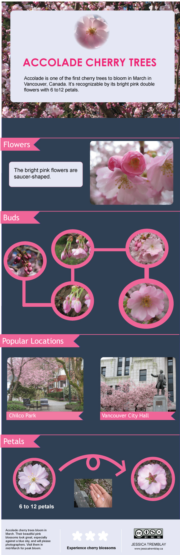 accolade-cherry-blossoms-infographics