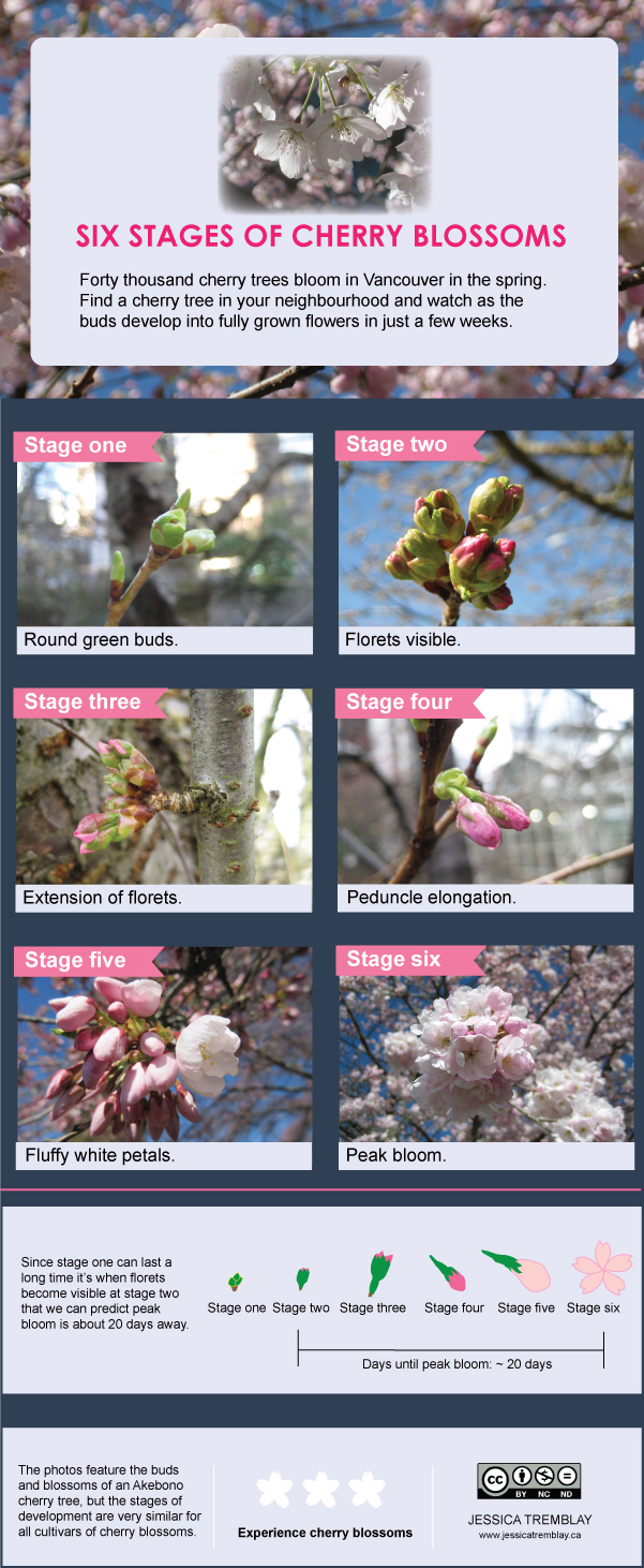 cherry tree with cherry buds