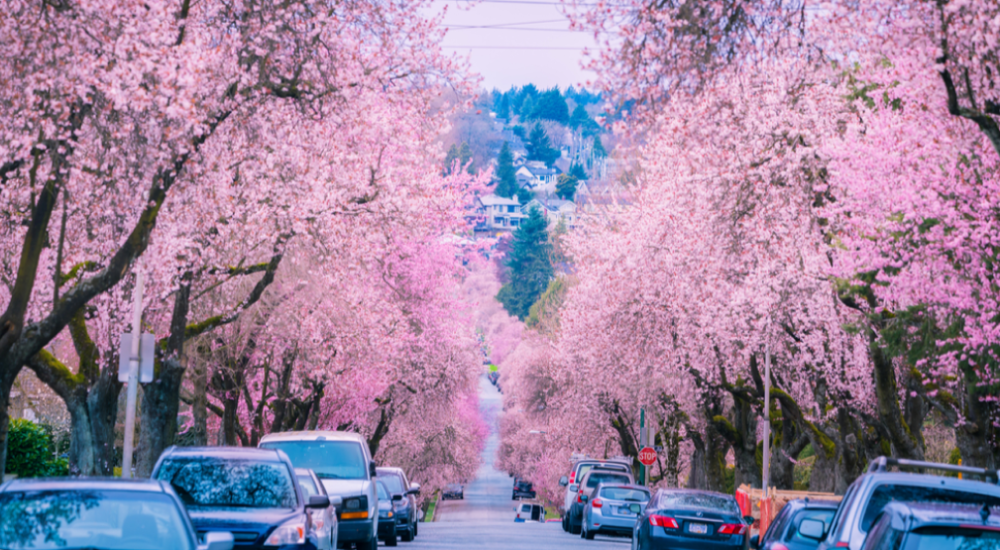 Vancouver Cherry Blossom Festival