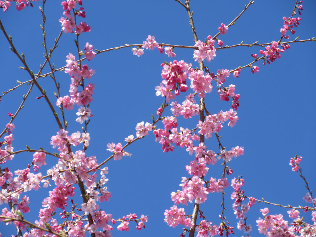 Whitcomb Cherry Blossoms - Vancouver Cherry Blossom Festival