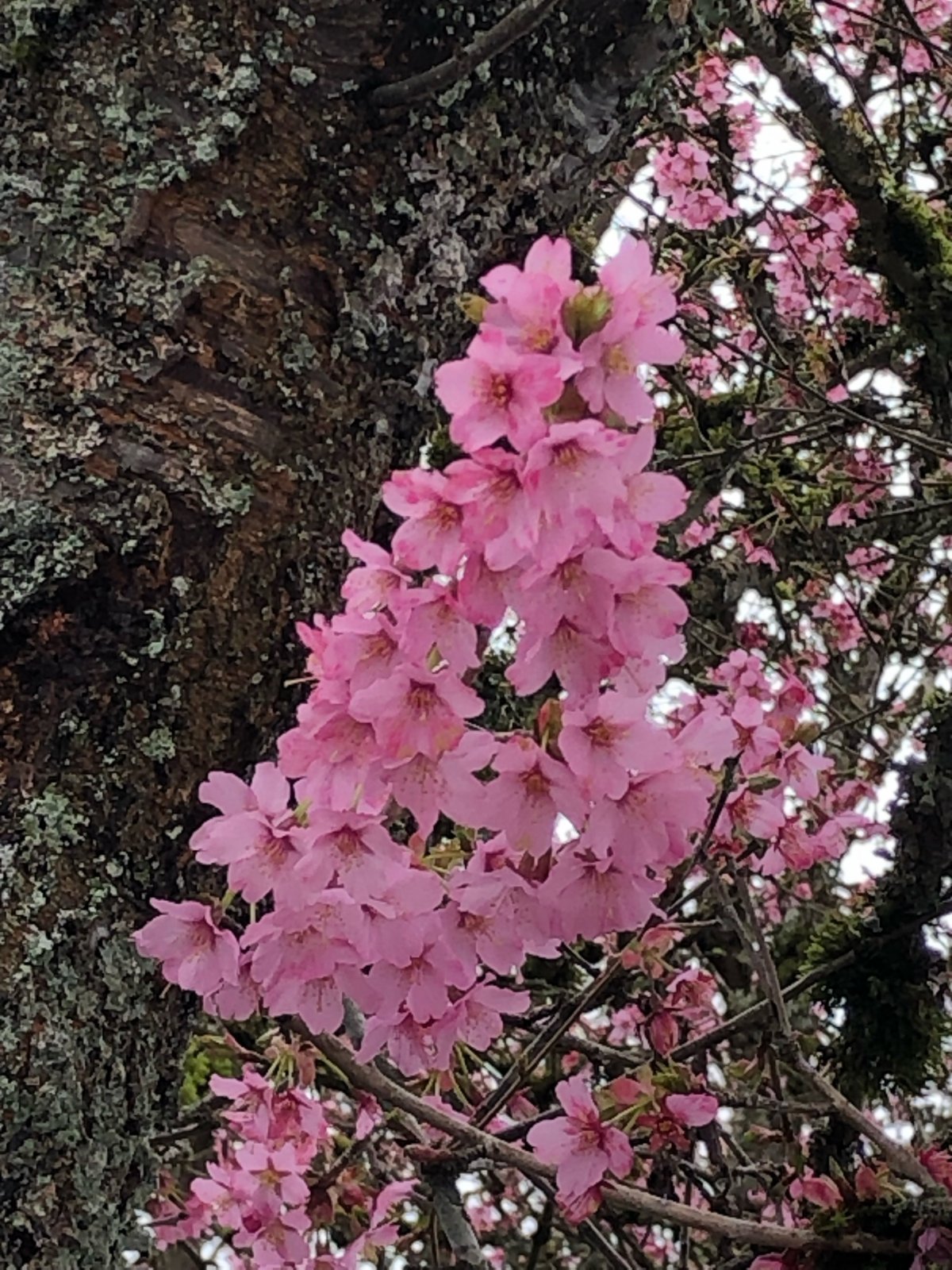 Shosar cherry blossoms on a branch. 20220326_Shosar_SherbanHoldom_Eng_6486