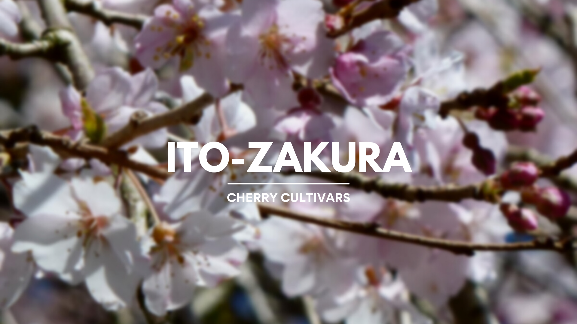 その他 Hanami 日本製腕時計『SAKURA TIME』