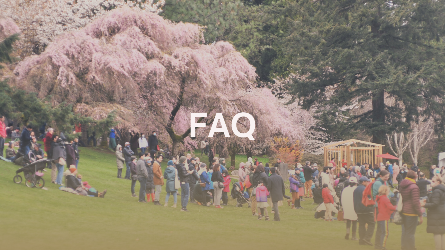 The Festival - Vancouver Cherry Blossom Festival