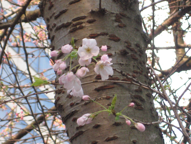 akebono-cherry-blossom-burrard-20130322-by-jt-img_9703