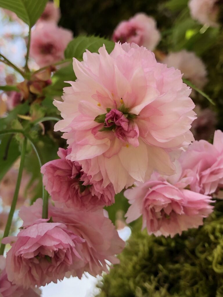 Photos - Vancouver Cherry Blossom Festival