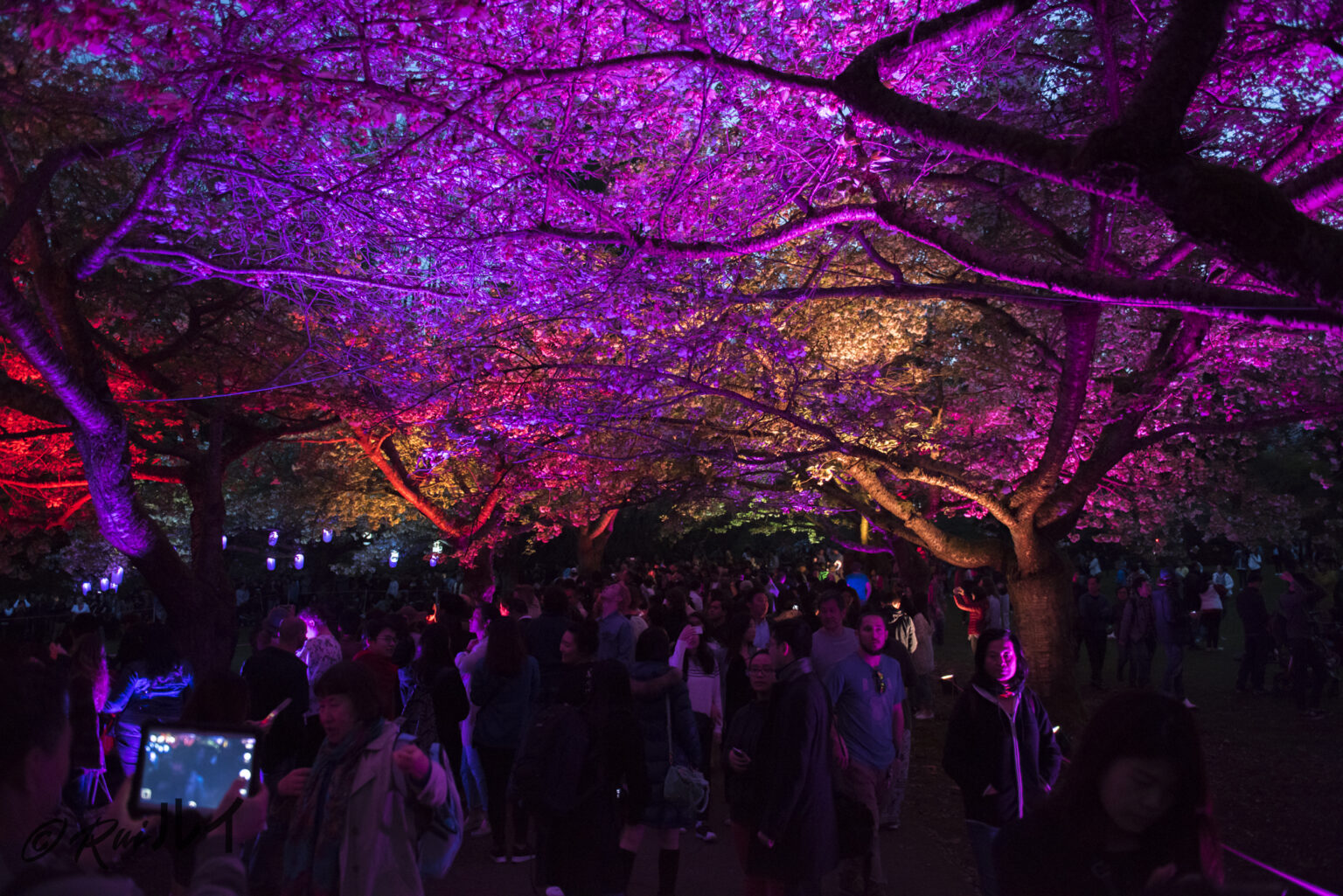 Blossoms After Dark Vancouver Cherry Blossom Festival