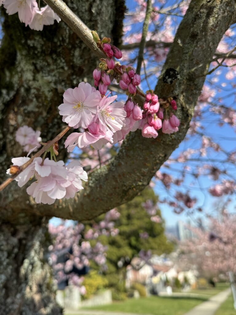 Blooming Now - Vancouver Cherry Blossom Festival