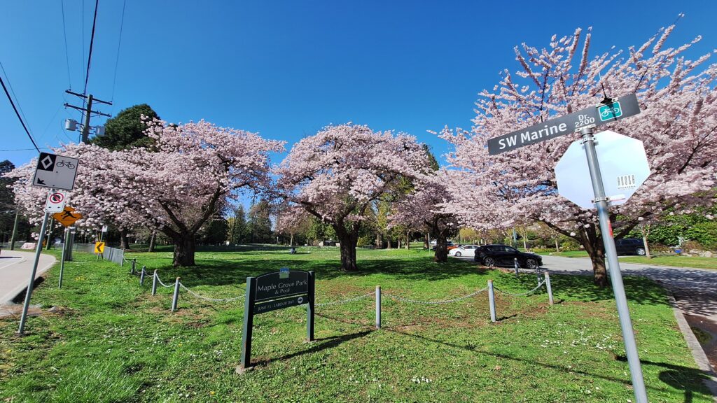 Akebono_MapleGrovePark_Cutler_20250403_152104