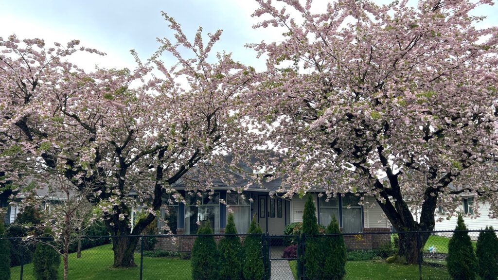 20260413 18850-64Ave Ichiyo Willard IMG_2121