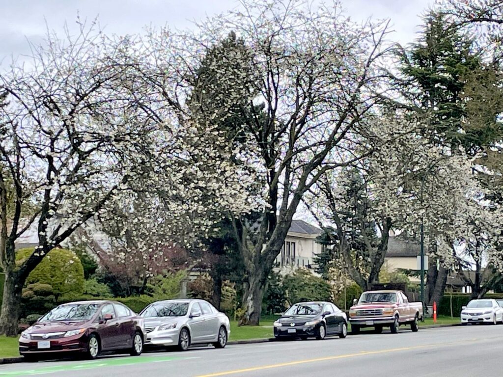 20260414_MidlothianCambie_AviumPlena_Blumenthal_9601