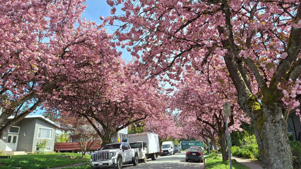 Blooming Now - Vancouver Cherry Blossom Festival
