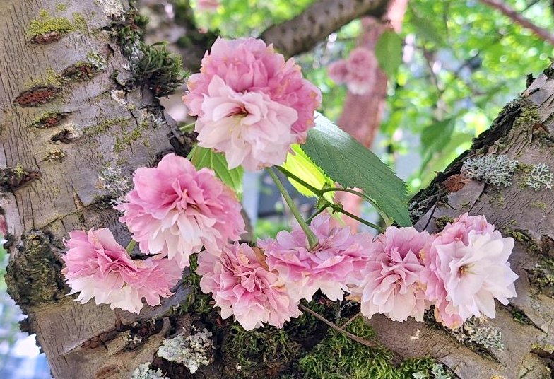 Blooming Now - Vancouver Cherry Blossom Festival